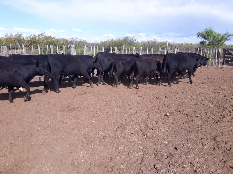 Lote 100 Novillitos 210kg - , Mendoza