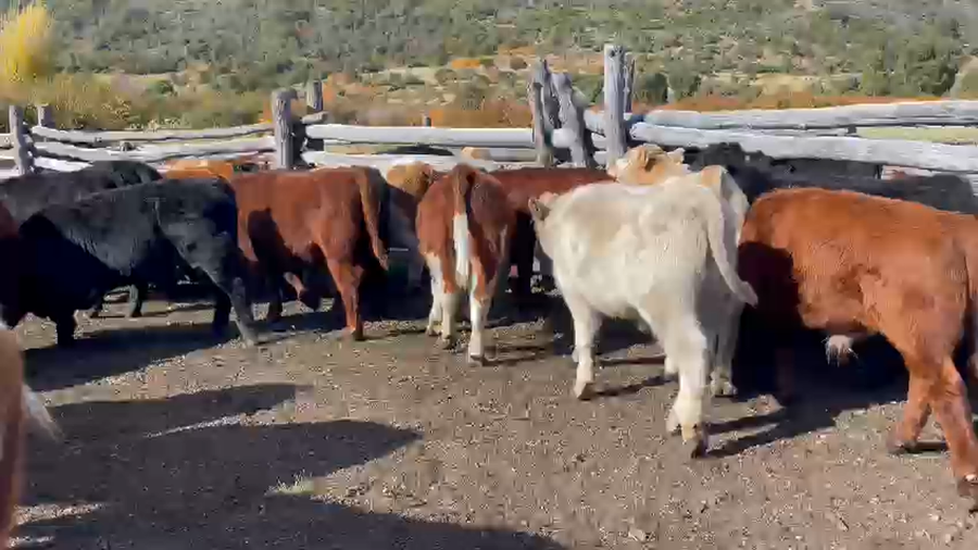 Lote 30 Ternero en Chile Chico, XI Región Aysén