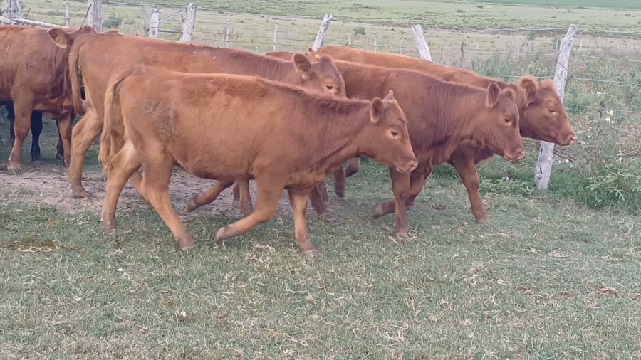 Lote 68 Terneras en Diamante, Entre Ríos