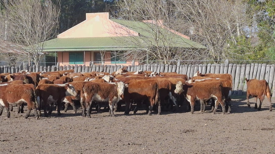 Lote 60 Terneros en Concordia - Entre Rios