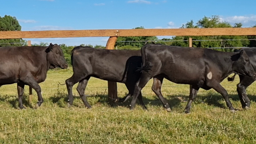 Lote 36 Creando Vientres en Corrientes, Curuzu Cuatia