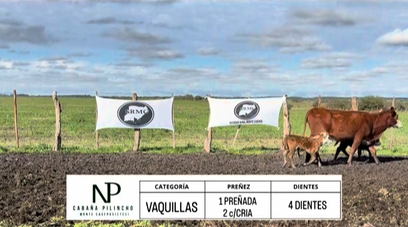 Lote VAQUILLAS PREÑADAS / CON CRIA BRAFORD "PILINCHO"