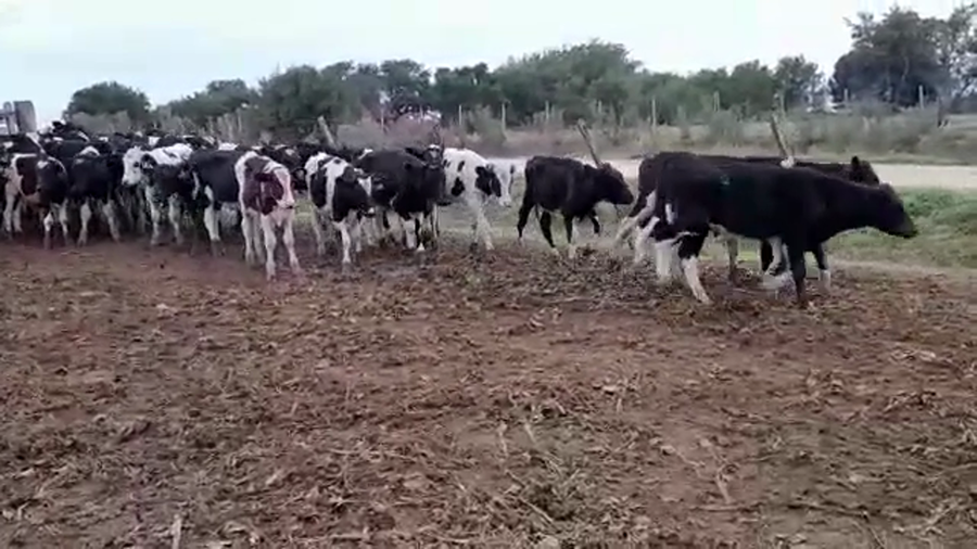 Lote TERNEROS HOLANDO