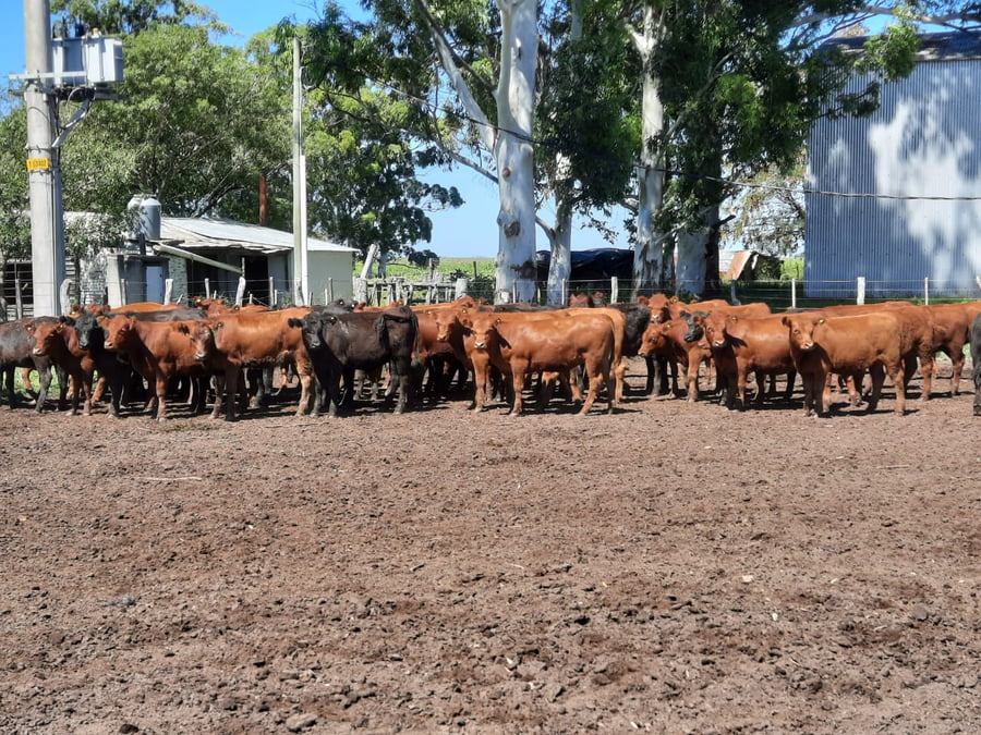 Lote SAENZ VALIENTE, BULLRICH Y Cia. S.A.