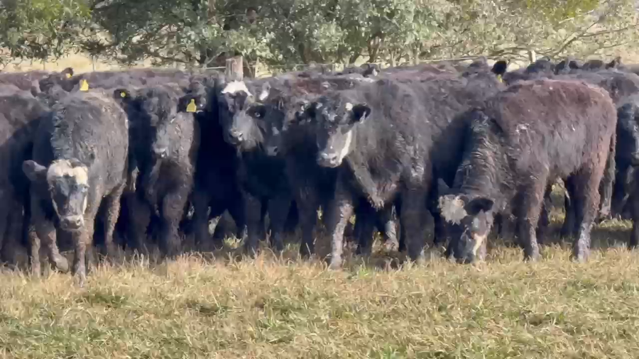 Lote 120 Novillitos