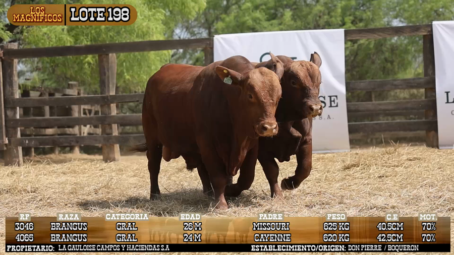 Lote LOTE 198 - VIVO