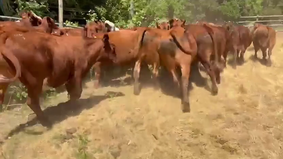 Lote 46 Novillo Engorda en V  Región Valparaíso, Puchuncaví