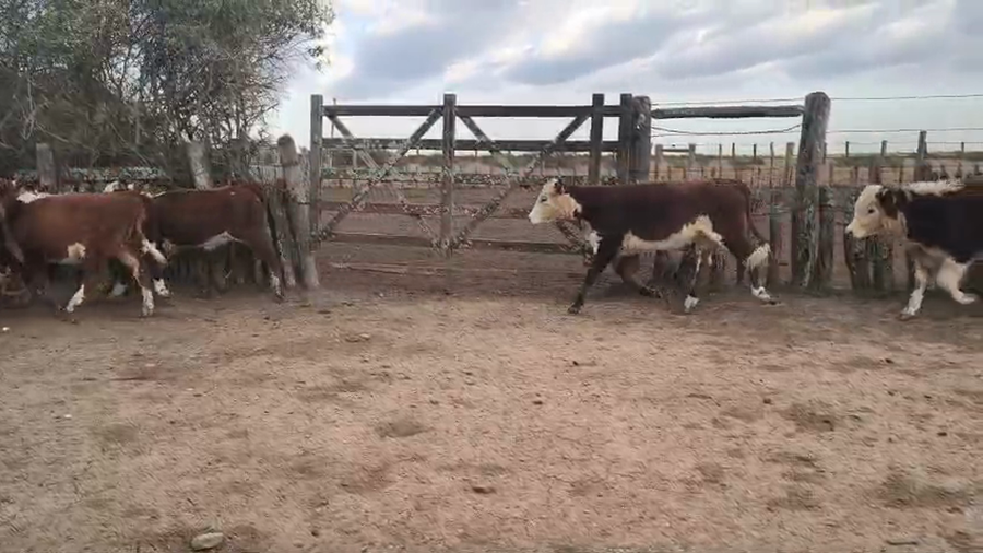 Lote 93 Terneros/as en Corrientes, Curuzu Cuatia