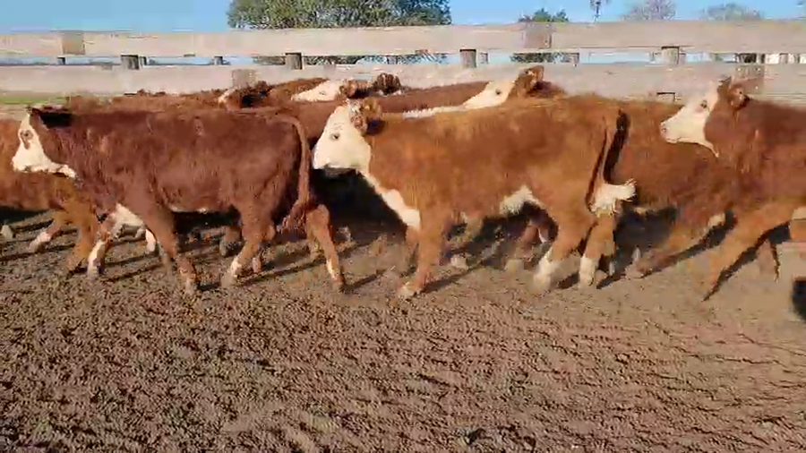 Lote 100 Terneros en Villaguay, Entre Ríos