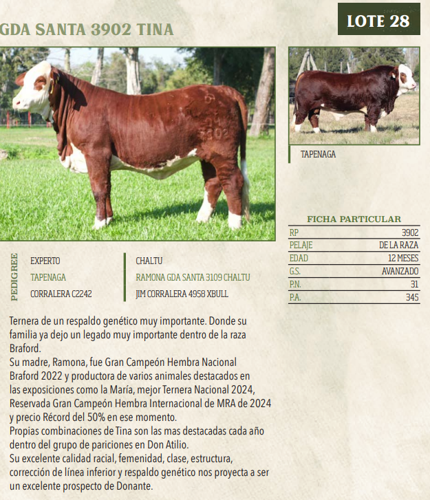 Lote LOTE 28