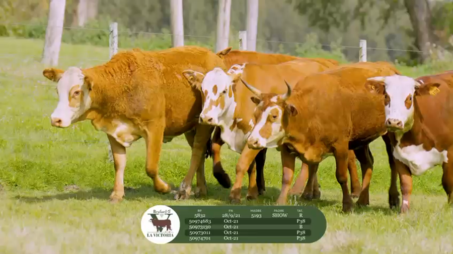 Lote La Victoria - Vientres