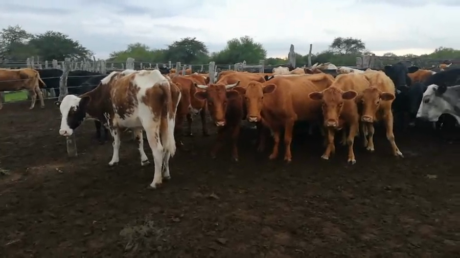 Lote 35 Vacas de invernar en Federal, Entre Ríos