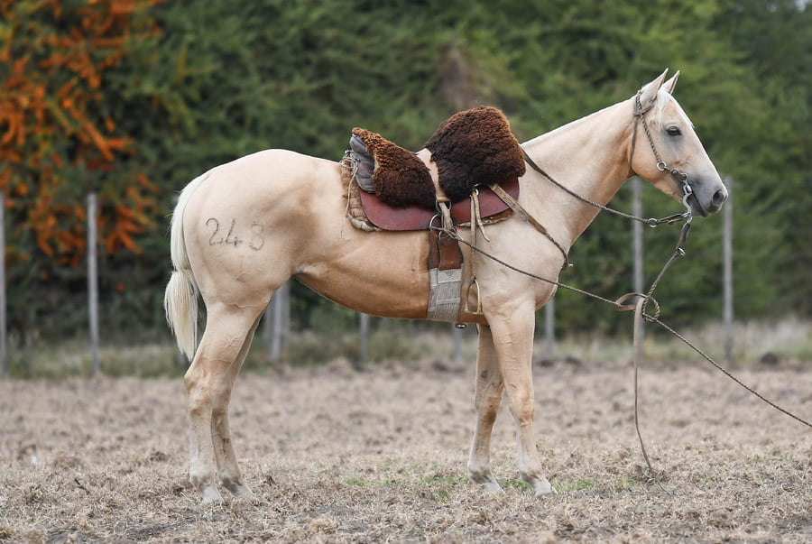 Lote S.E. QUEEN SEVEN WHITE