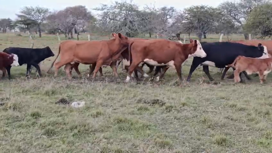 Lote 50 Vacas con Cría