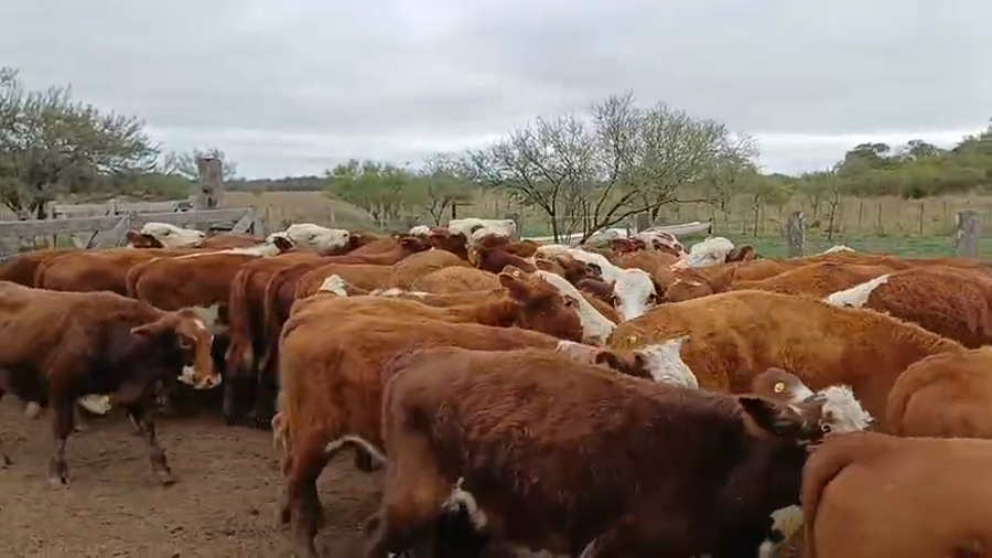 Lote 55 Terneros en Corrientes, San Lorenzo