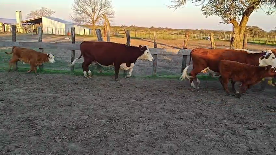 Lote 50 Vacas nuevas C/ cria