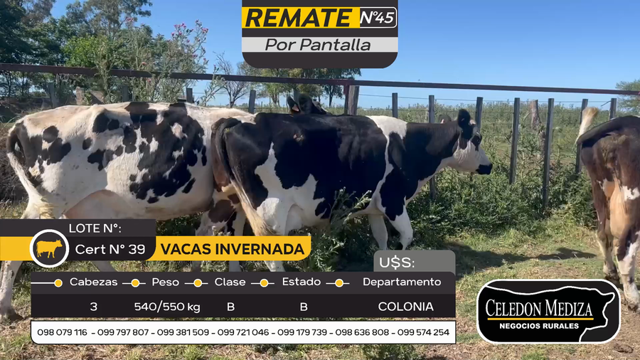 Lote 3 Vacas de Invernada en Otra Localidad, Colonia