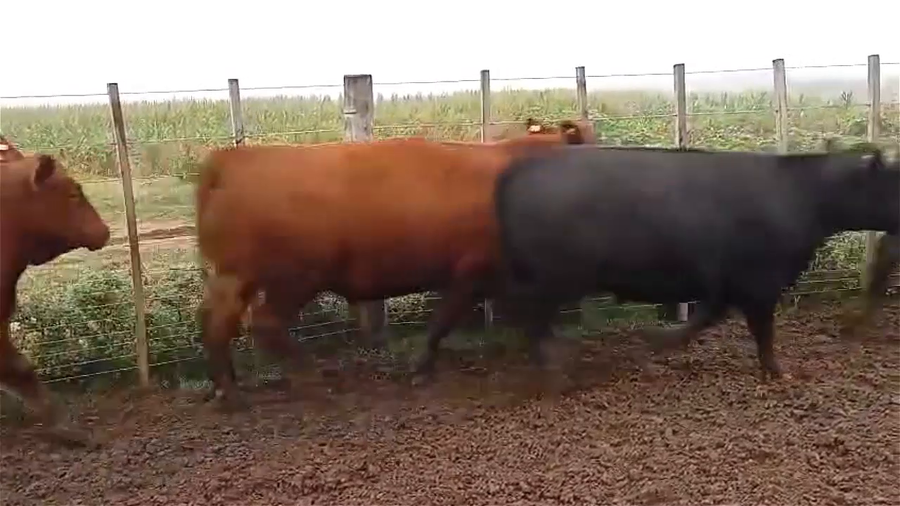 Lote 60 Novillitos y Vaquillonas