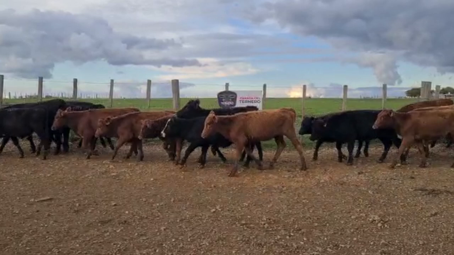 Lote 22 Terneras Carnicera a remate en PARADA DEL TERNERO 134kg -  en Parada fariña