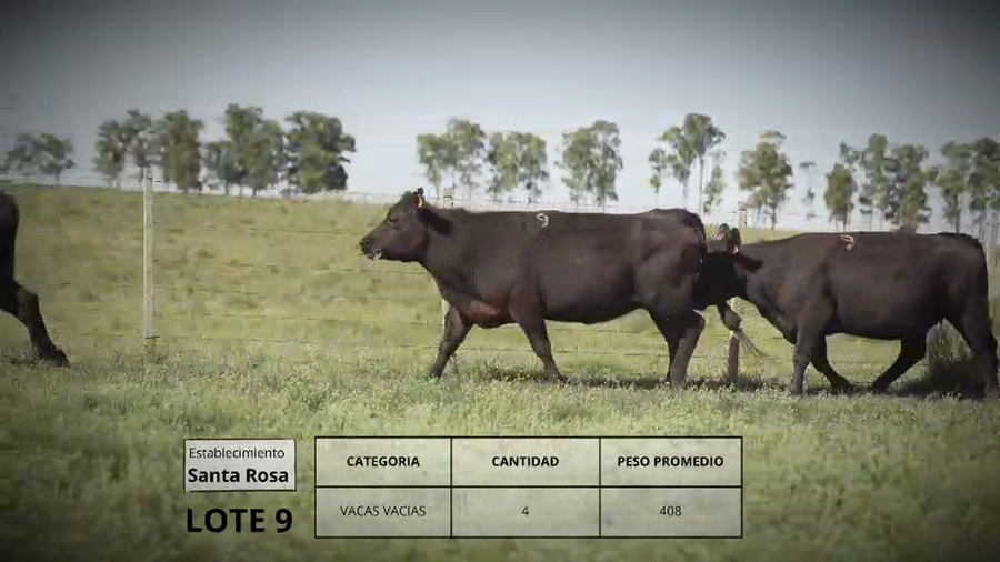 Lote Vacas vacias Lote 9