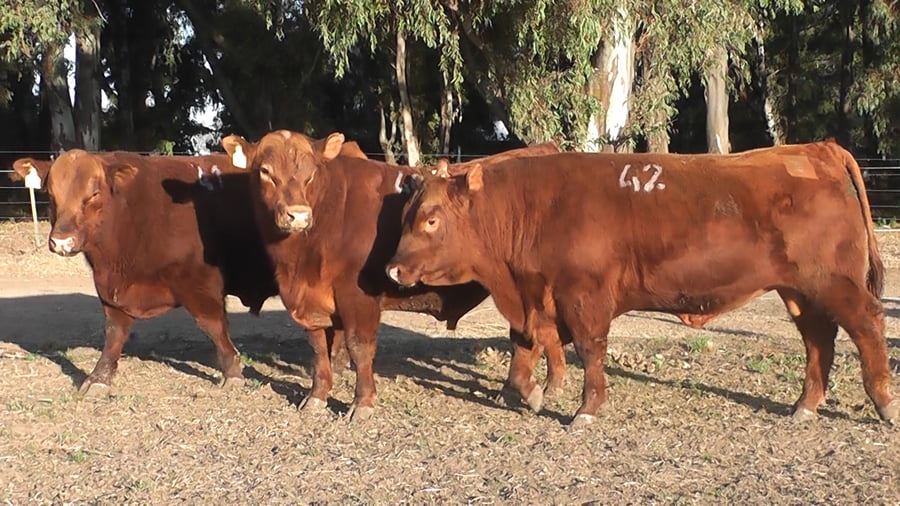 Lote TOROS PUROS CONTROLADOS COLORADOS