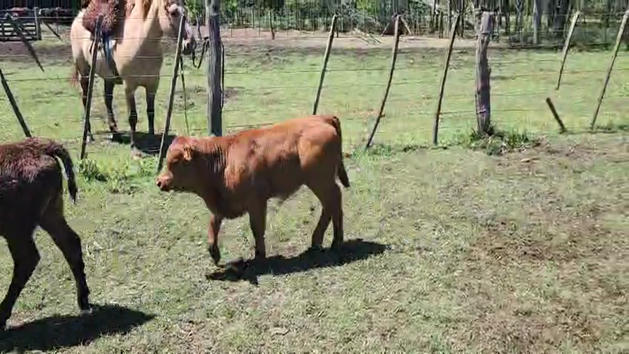 Lote 28 Vacas C/ Cría en Bolívar