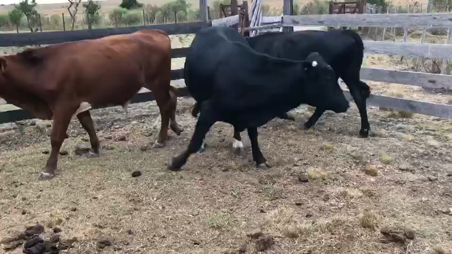 Lote 3 Novillos Angus Hereford y Cruza a remate en Pantalla Camy - Liquidación de Estancia 280kg -  en Vintem