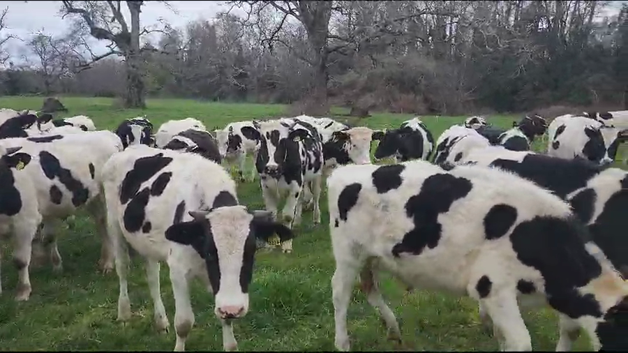 Lote 61 Novillo Engorda en Mariquina, XIV Región Los Ríos