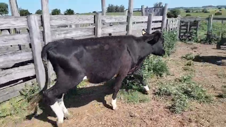 Lote 2 Vaquillonas  a remate en Pantalla Camy, San José