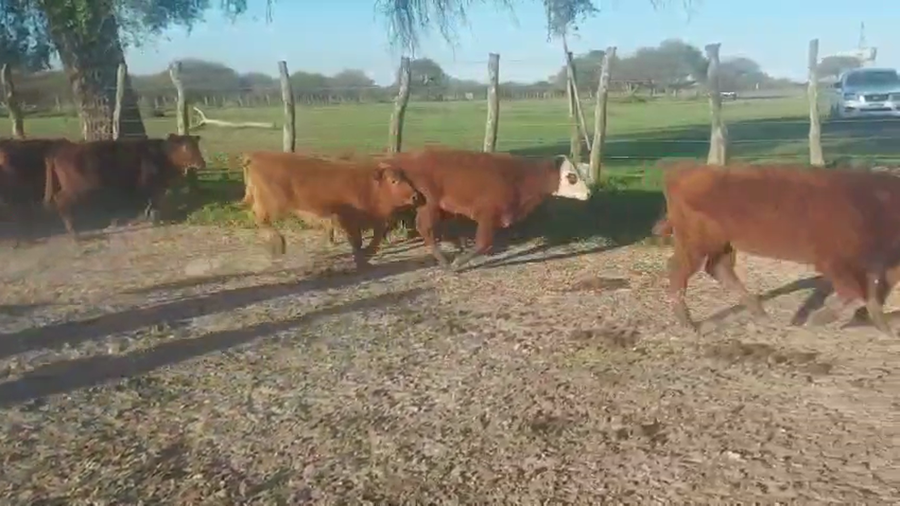 Lote 110 Terneros/as