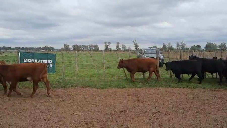 Lote 36 Novillos y Novillitos en Buenos Aires, Pellegrini