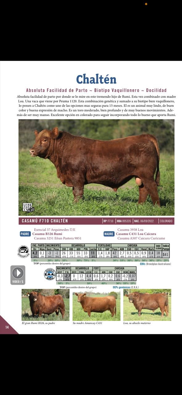 Lote 25 Vaquillonas C/ gtia de preñez en Buenos Aires, Las Flores