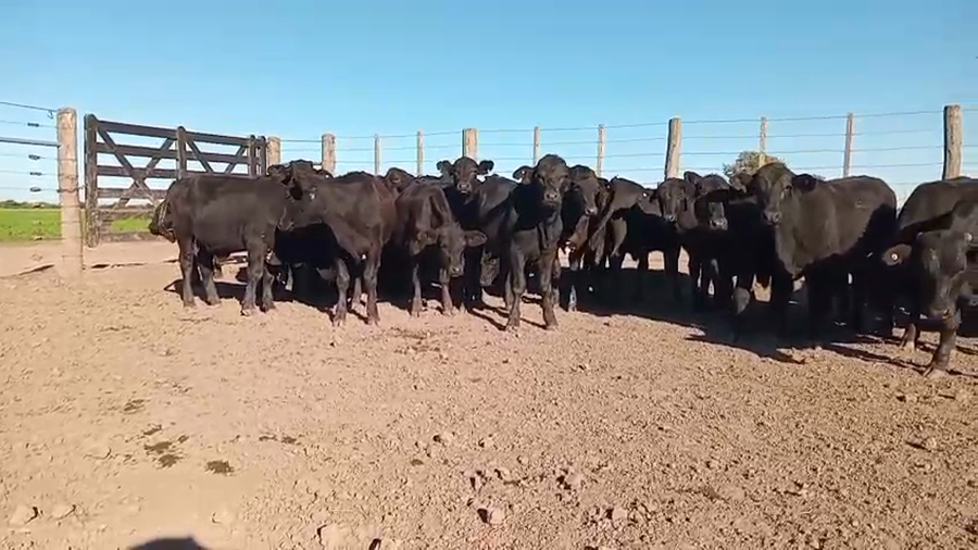 Lote 35 Novillos