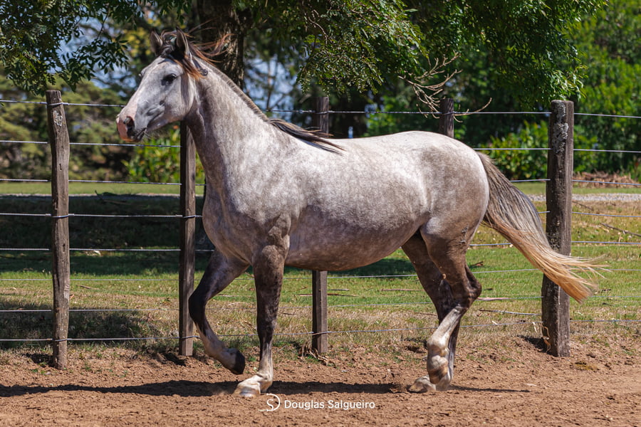 Lote MORENA BOCA PINTADA DE LA COLINA