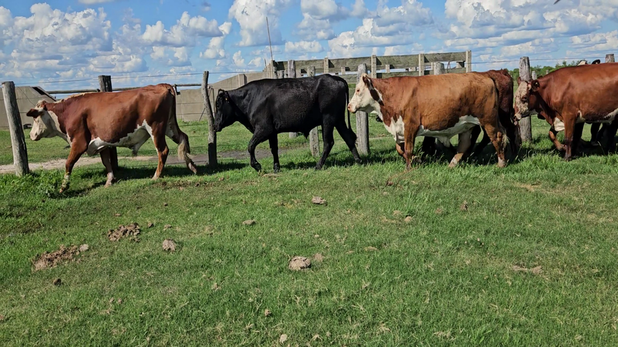 Lote 34 Novillitos/Novillos