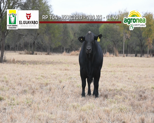 Lote TOROS BRANGUS NEGRO "EL GUAYABO"
