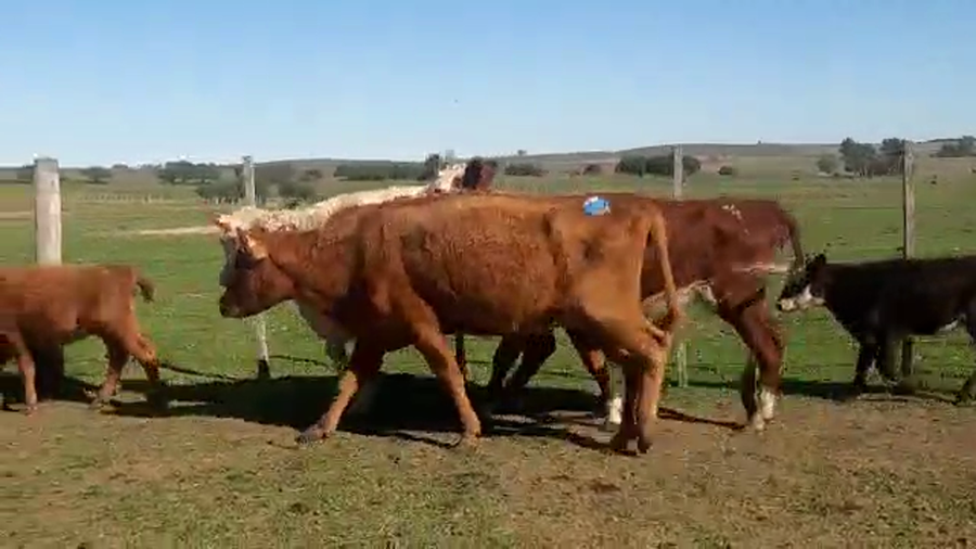 Lote 12 piezas de cria con hembras hereford y cruzas
