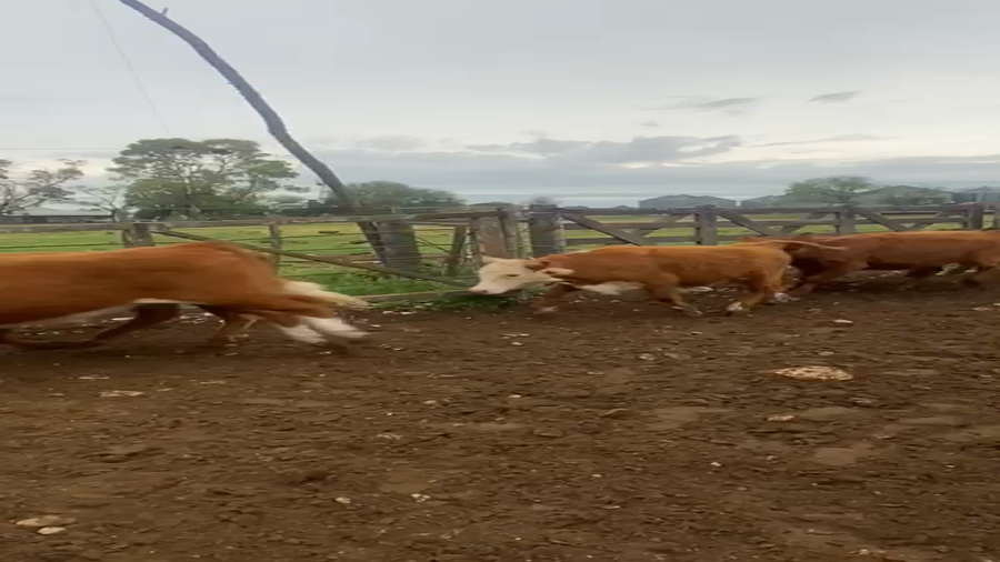 Lote 65 Terneros en Coronel Suarez, Buenos Aires