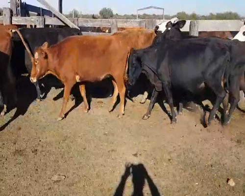 Lote 32 Vacas de invernar en Mburucuyá, Corrientes