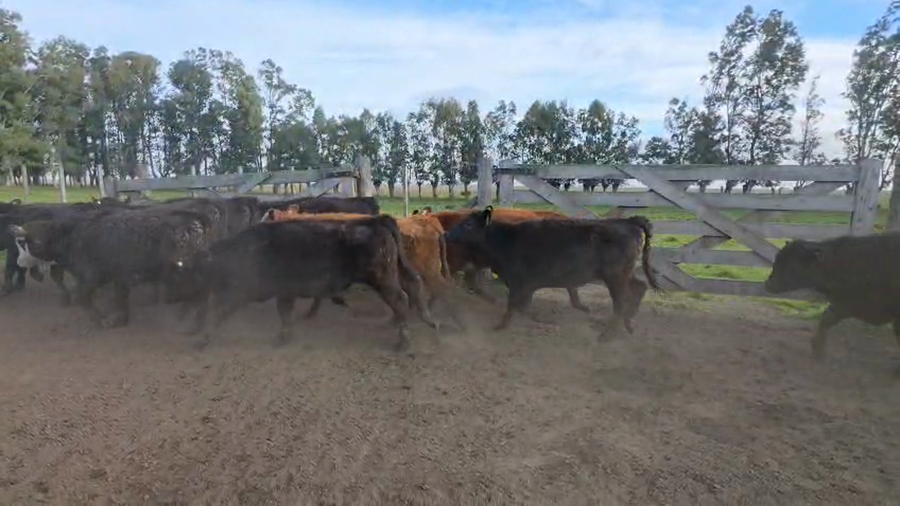 Lote 110 Terneros/as en Buenos Aires, Coronel Dorrego