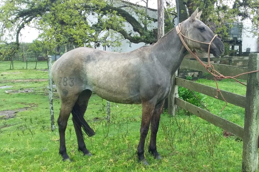 Lote Cabaña "Los Ceibos" - RP 283 - ESPIGA DEL CEIBAL