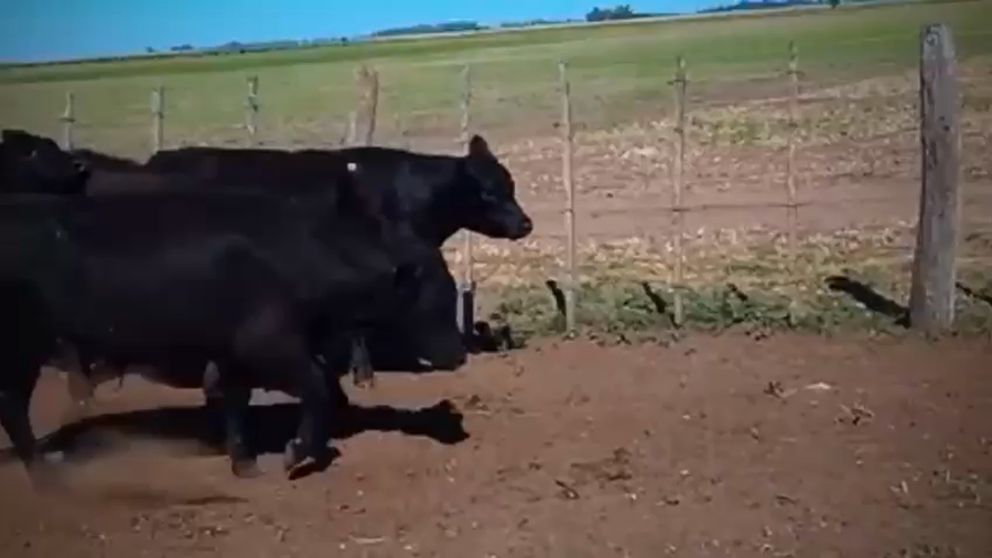 Lote 60 Novillitos  en Saladillo, Buenos Aires