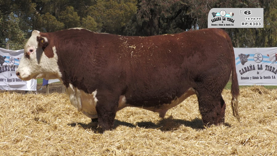 Lote MACHOS POLLED HEREFORD  PUROS DE PEDIGREE