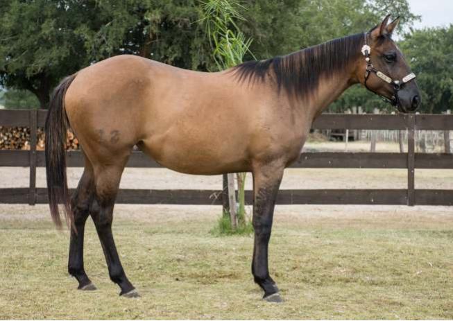 Lote L.A CALIFORNIA JUICE