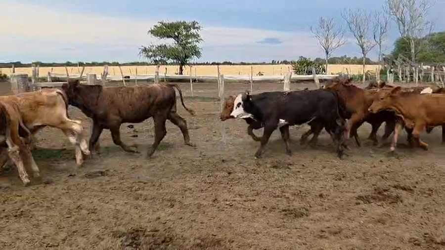 Lote 70 Terneros en Corrientes, Pueblo Libertador
