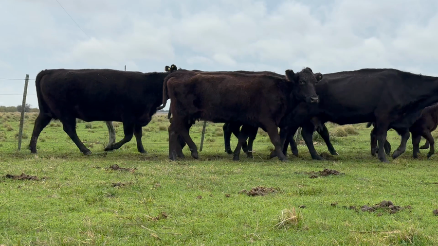 Lote 70 Vacas CUT con cría