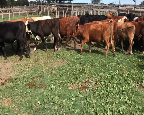 Lote 63 Novillitos en Mojones N., Entre Ríos