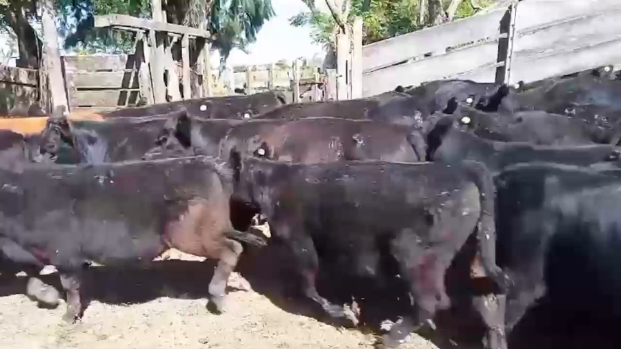 Lote 35 Terneros en Brandsen, Buenos Aires