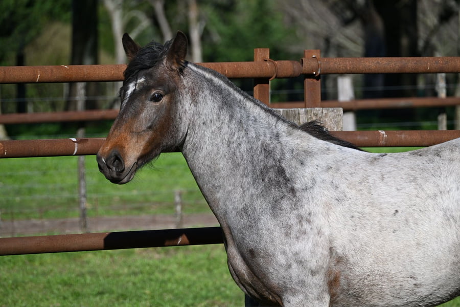 Lote LA BRAVA ALZAPRIMA