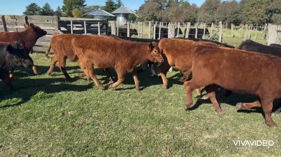 Lote 65 Novillitos
